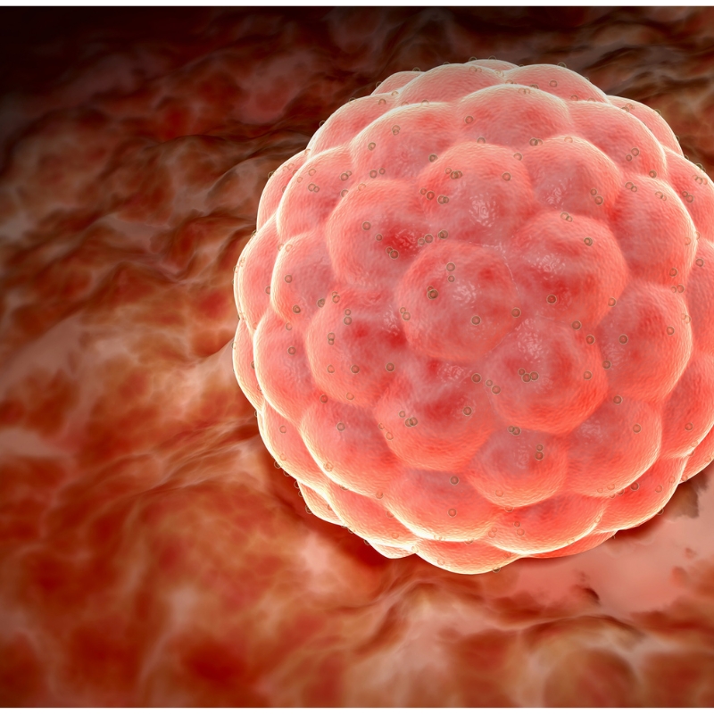 Oocyte and Embryo Vitrification